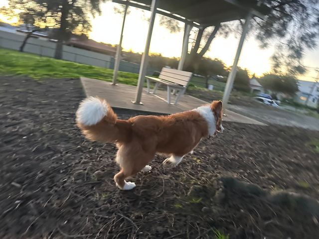 Small white and tan dog running along a path in an Adelaide park