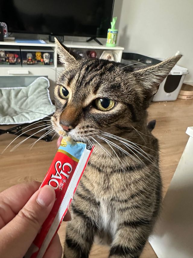 Tabby cat eating a treat from a tube during a home visit