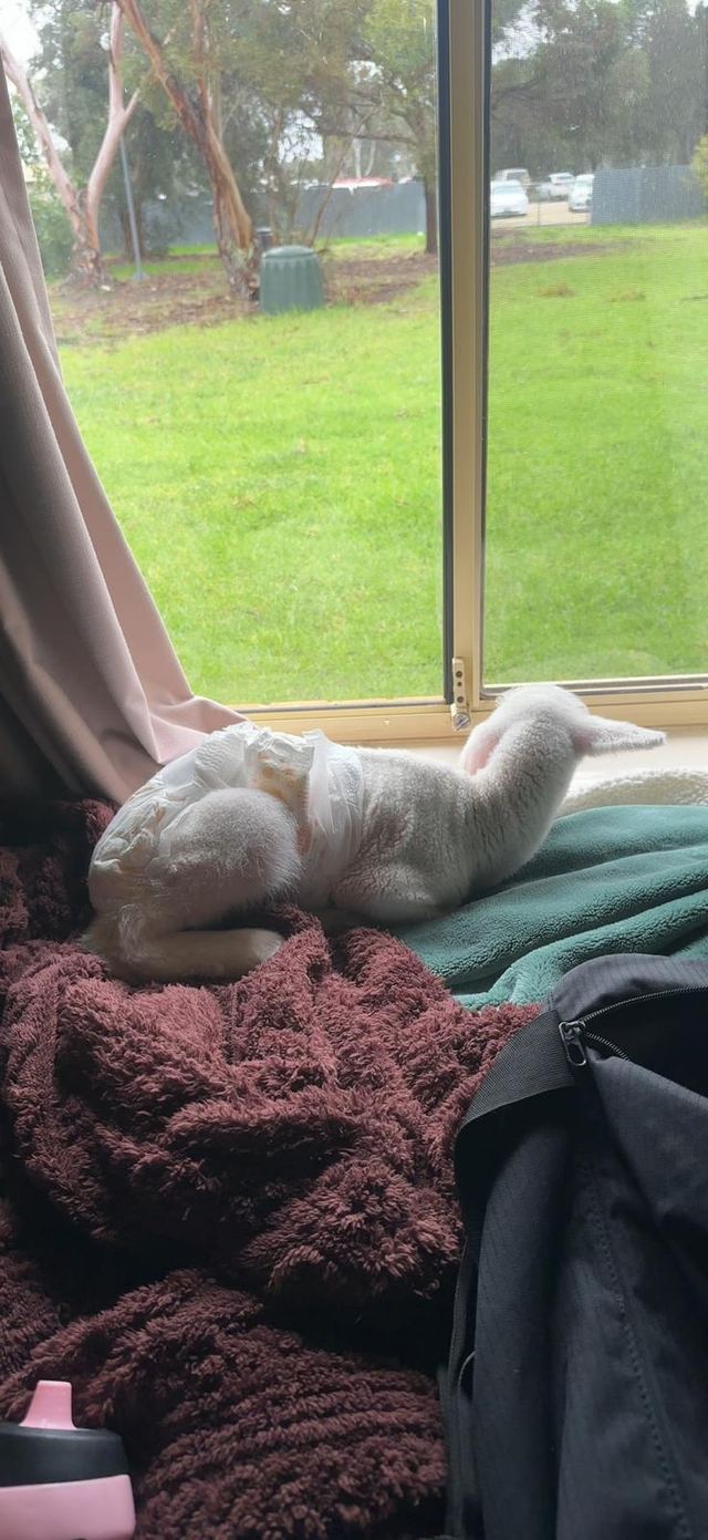 White cat curled up asleep on a blanket by a window